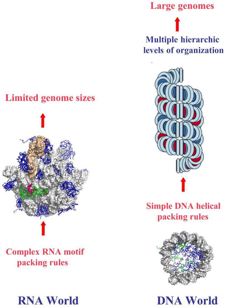 Chirality in Nature: From DNA to Snail Shells – Chiralpedia